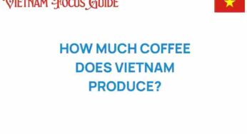 How Much Coffee Does Vietnam Produce? A Deep Dive into the Bean Economy