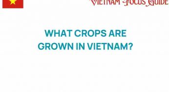 Discover the Bountiful Crops Grown in Vietnam’s Diverse Landscape
